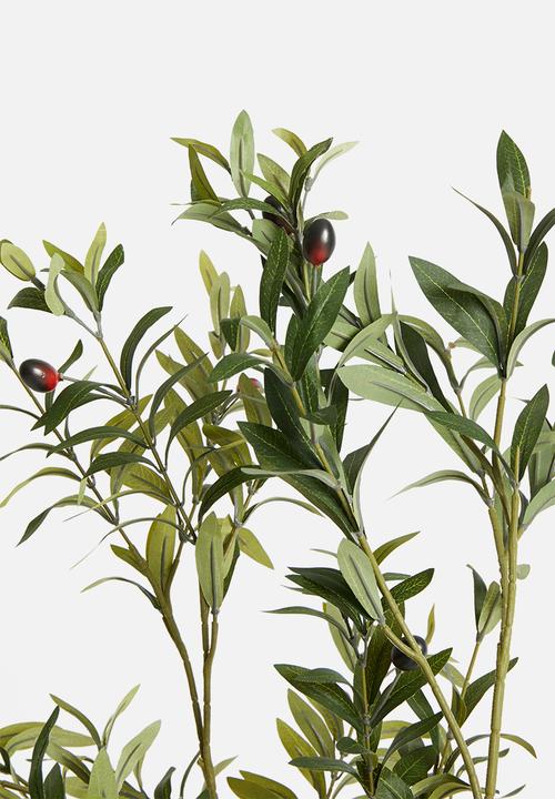 Olive tree with fruit potted