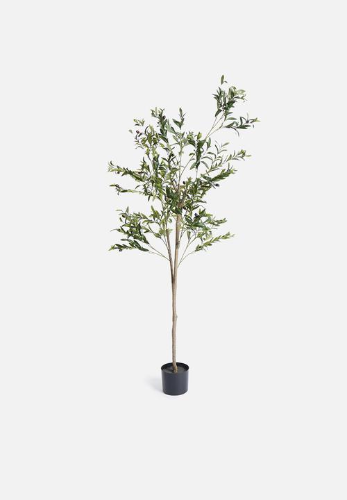 OLIVE TREE WITH FRUIT POTTED