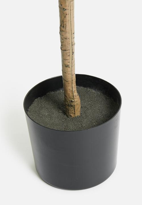 OLIVE TREE WITH FRUIT POTTED