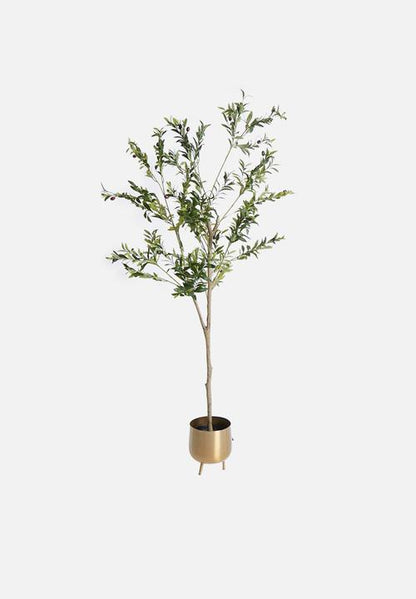 OLIVE TREE WITH FRUIT POTTED