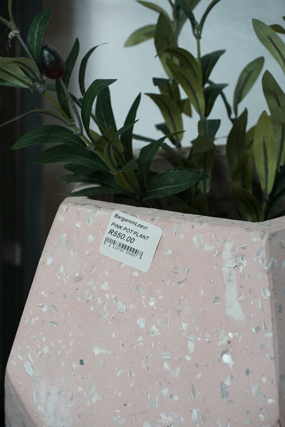 Pink Pot Plant