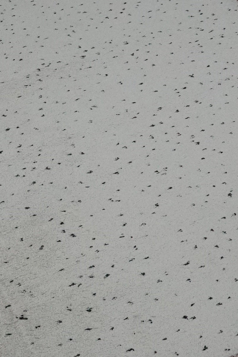 Shaggy Rug Spot Natural - 200 x 300