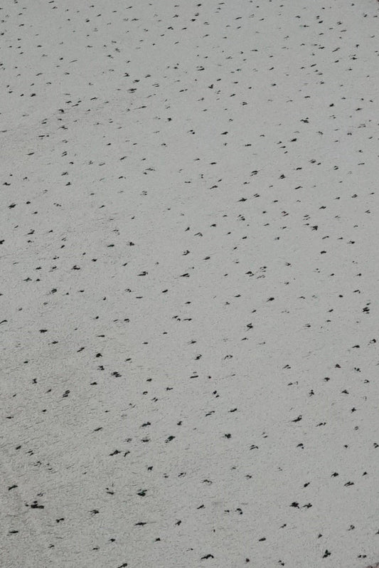 Shaggy Rug Spot Natural - 200 x 300