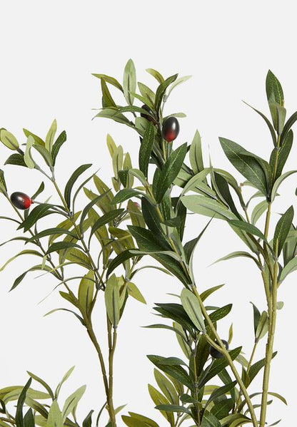 Olive tree with fruit potted