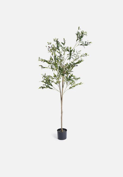 Olive tree with fruit potted